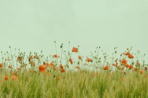 Divi blog extras masonry layout